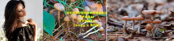 стаф Баксан