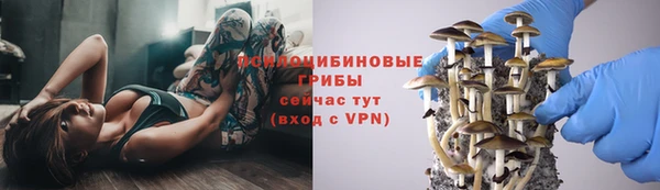 стаф Баксан